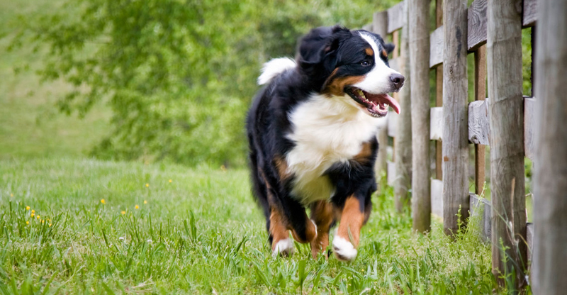 Bernese Mountain Dog Club of Ontario