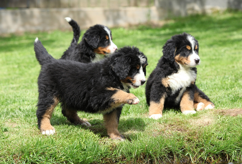 Bernese Mountain Dog Club of Ontario