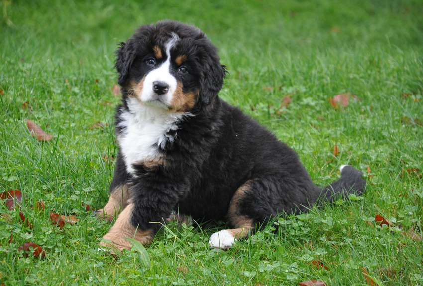 Bernese Mountain Dog Club of Ontario